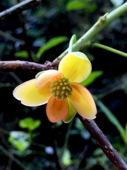 Schisandra arisanensis