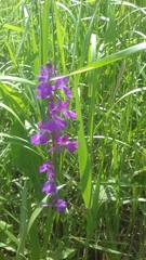 Anacamptis palustris