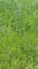 Cirsium brachycephalum
