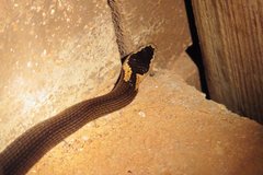 Cacophis squamulosus