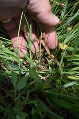 Juncus nevadensis nevadensis