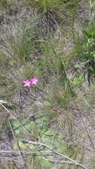 Dianthus pontederae