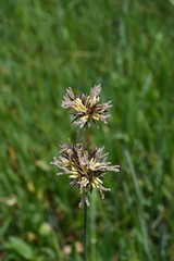 Juncus nevadensis nevadensis