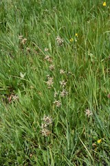 Juncus nevadensis nevadensis