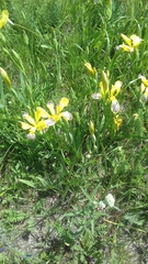 Iris variegata