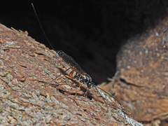 Poemeniinae