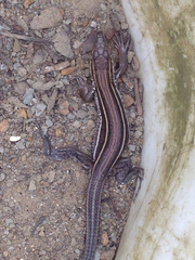 Aspidoscelis hyperythrus beldingi