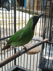 Chloropsis sonnerati