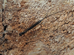 Poemeniinae