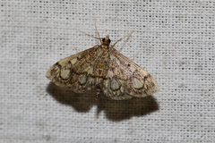 Anania stachydalis