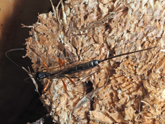 Poemeniinae
