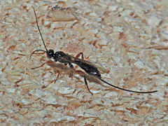Odontocolon geniculatum