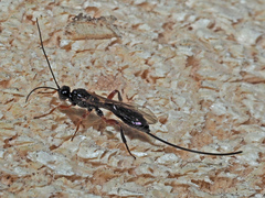 Odontocolon geniculatum