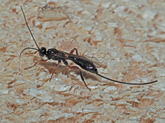 Odontocolon geniculatum