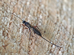 Odontocolon geniculatum