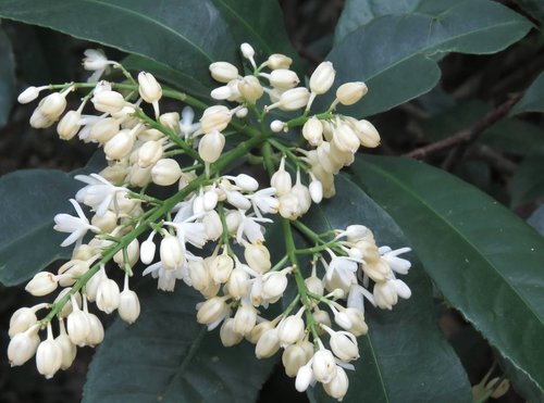 Turpinia arguta