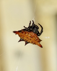 Gasteracantha diardi