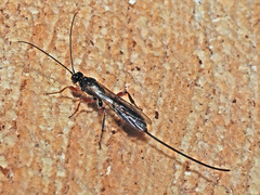 Odontocolon geniculatum