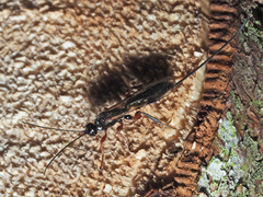 Odontocolon geniculatum