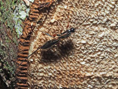 Odontocolon geniculatum