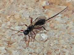 Odontocolon geniculatum
