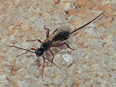 Odontocolon geniculatum