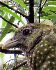 Green Catbird photo 3