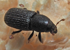 Hylastes cunicularius