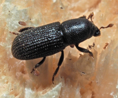 Hylastes cunicularius