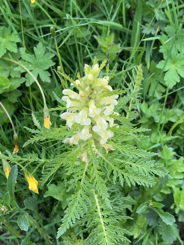 Image of Pedicularis foliosa by (c) Codrin Bucur, some rights reserved (CC BY)