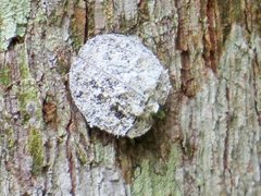 Emcephalus floccosus