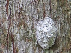 Emcephalus floccosus