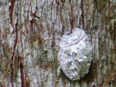 Emcephalus floccosus