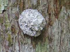 Emcephalus floccosus