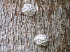 Emcephalus floccosus