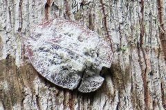 Emcephalus floccosus