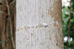 Emcephalus floccosus