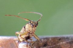 Temnosternus planiusculus