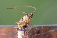 Temnosternus planiusculus