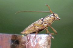 Temnosternus planiusculus