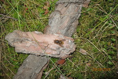 Tabanomorpha