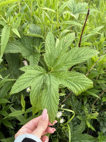 Image of Filipendula palmata by (c) Tatyana Petrenko, some rights reserved (CC BY)
