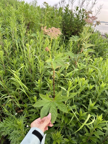 Image of Filipendula palmata by (c) Tatyana Petrenko, some rights reserved (CC BY)