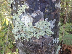 Pseudocyphellaria granulata