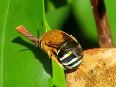 Amegilla cingulata