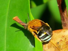 Amegilla cingulata