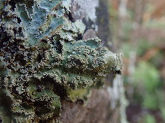 Pseudocyphellaria granulata