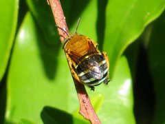 Amegilla cingulata