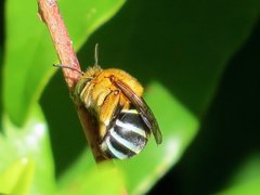 Amegilla cingulata