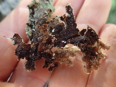 Pseudocyphellaria granulata